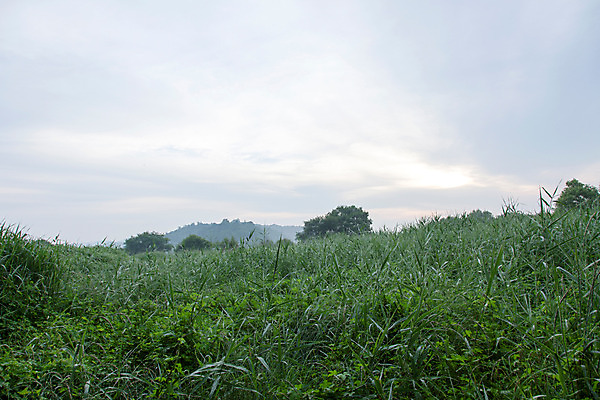 포토 JPG 주간 나무 식물 구름 한국문화 계절 자연 하늘 한국 풍경 사람없음 야외 여름 일출 여름풍경 풀 경상남도 상쾌 우포늪 창녕 국내포토 자연요소 동양문화 감정 아시아 노을 습지 경상도 생태계 파일형식 여름_계절