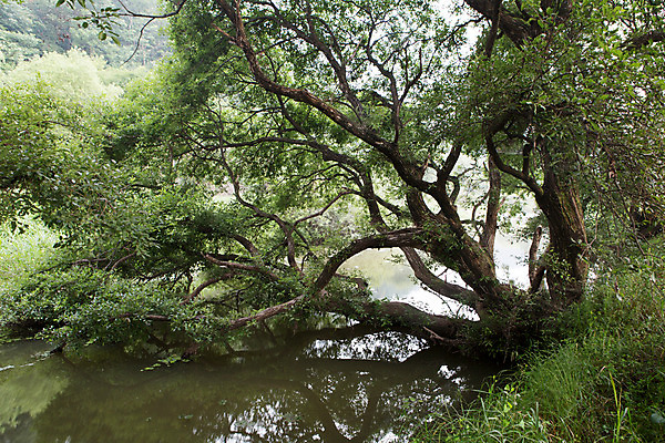 포토 JPG 주간 나무 식물 한국문화 계절 자연 한국 풍경 사람없음 야외 여름 여름풍경 습지 경상남도 상쾌 우포늪 창녕 국내포토 자연요소 동양문화 감정 아시아 경상도 생태계 파일형식 여름_계절