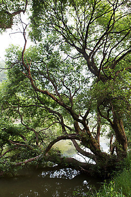 포토 JPG 주간 나무 식물 한국문화 계절 자연 한국 풍경 사람없음 야외 여름 여름풍경 습지 경상남도 상쾌 우포늪 창녕 국내포토 자연요소 동양문화 감정 아시아 경상도 생태계 파일형식 여름_계절