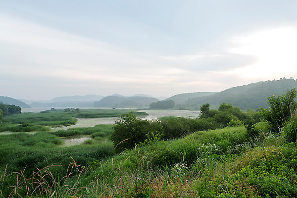 포토 JPG 주간 식물 구름 한국문화 계절 자연 하늘 한국 풍경 사람없음 야외 여름 여름풍경 풀 습지 경상남도 상쾌 우포늪 창녕 국내포토 자연요소 동양문화 감정 아시아 경상도 생태계 파일형식 여름_계절