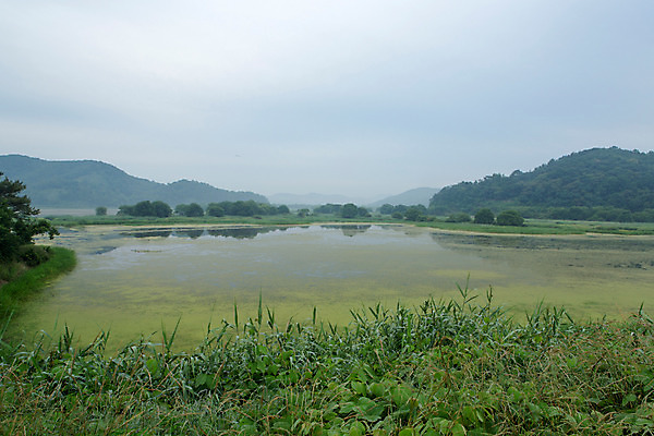 포토 JPG 주간 식물 구름 한국문화 계절 자연 하늘 한국 풍경 사람없음 야외 여름 여름풍경 풀 습지 경상남도 상쾌 우포늪 창녕 국내포토 자연요소 동양문화 감정 아시아 경상도 생태계 파일형식 여름_계절