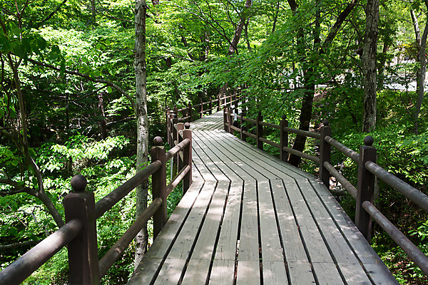 포토 JPG 주간 나무 식물 한국문화 계절 종교 불교 자연 한국 풍경 사람없음 야외 여름 여름풍경 문화재 사찰 경상남도 과거 숲길 합천 해인사 가교 국내포토 자연요소 동양문화 건축물 아시아 길 컨셉 종교건축 경상도 생태계 파일형식 여름_계절