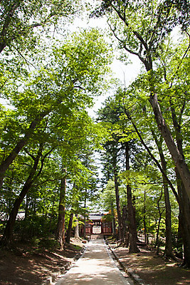 포토 JPG 주간 나무 식물 한국문화 계절 종교 길 불교 자연 하늘 한국 풍경 사람없음 야외 여름 여름풍경 원근감 문화재 사찰 경상남도 과거 합천 해인사 국내포토 자연요소 동양문화 아시아 뷰포인트 컨셉 종교건축 경상도 생태계 파일형식 여름_계절