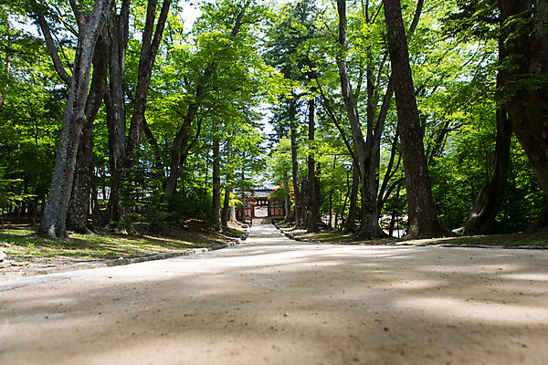 포토 JPG 주간 나무 식물 한국문화 계절 종교 길 불교 자연 한국 풍경 사람없음 야외 여름 여름풍경 원근감 문화재 사찰 경상남도 과거 합천 해인사 국내포토 자연요소 동양문화 아시아 뷰포인트 컨셉 종교건축 경상도 생태계 파일형식 여름_계절