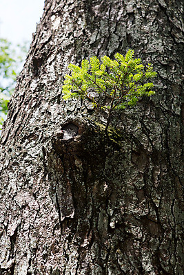 포토 JPG 주간 나무 식물 한국문화 계절 종교 백그라운드 불교 자연 한국 풍경 사람없음 야외 여름 여름풍경 사찰 풀 경상남도 과거 합천 해인사 국내포토 자연요소 동양문화 아시아 컨셉 종교건축 경상도 생태계 파일형식 여름_계절