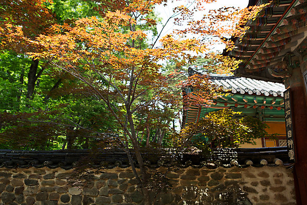 포토 JPG 주간 나무 식물 한국문화 계절 종교 고건축 불교 한국건축 한국 돌담 풍경 사람없음 야외 여름 여름풍경 문화재 사찰 경상남도 과거 합천 해인사 국내포토 자연요소 동양문화 건축물 건축 아시아 컨셉 종교건축 담장 돌_바위 경상도 파일형식 여름_계절