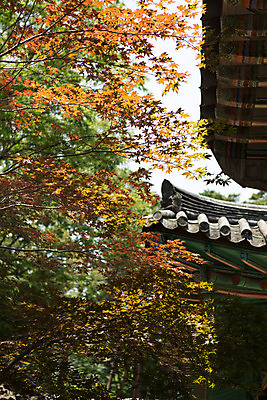 포토 JPG 주간 나무 식물 한국문화 계절 종교 고건축 불교 한국건축 하늘 한국 기와 풍경 사람없음 야외 여름 여름풍경 문화재 사찰 경상남도 과거 합천 해인사 국내포토 자연요소 동양문화 건축물 건축 아시아 컨셉 종교건축 경상도 파일형식 여름_계절