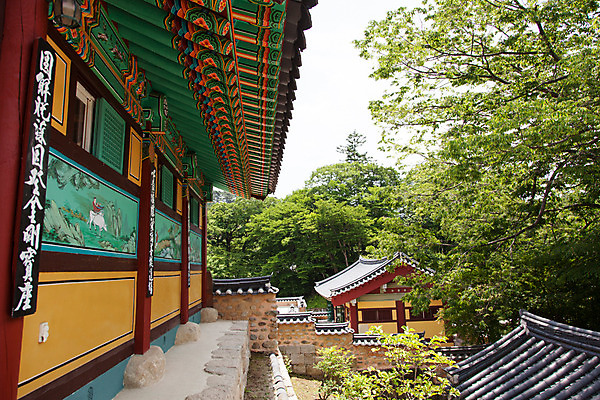 포토 JPG 주간 나무 식물 한국문화 계절 종교 고건축 불교 한국건축 하늘 한국 풍경 사람없음 야외 여름 여름풍경 문화재 사찰 경상남도 과거 합천 해인사 국내포토 자연요소 동양문화 건축물 건축 아시아 컨셉 종교건축 경상도 파일형식 여름_계절