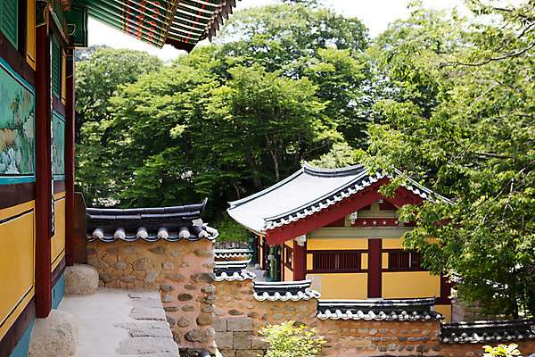 포토 JPG 주간 나무 식물 한국문화 계절 종교 고건축 불교 한국건축 한국 풍경 사람없음 야외 여름 여름풍경 문화재 사찰 경상남도 과거 합천 해인사 국내포토 자연요소 동양문화 건축물 건축 아시아 컨셉 종교건축 경상도 파일형식 여름_계절
