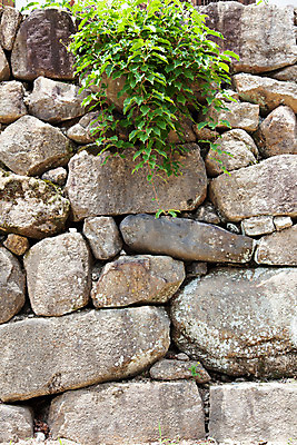 포토 JPG 주간 식물 한국문화 계절 종교 불교 한국 돌담 풍경 사람없음 야외 여름 여름풍경 문화재 돌_바위 사찰 풀 경상남도 과거 합천 해인사 국내포토 자연요소 동양문화 아시아 컨셉 종교건축 담장 경상도 파일형식 여름_계절