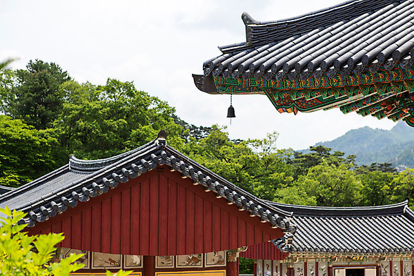 포토 JPG 주간 나무 식물 구름 한국문화 계절 종교 고건축 불교 한국건축 하늘 지붕 한국 기와 풍경 사람없음 야외 여름 여름풍경 문화재 종 사찰 경상남도 과거 경쇠 풍경종 합천 해인사 국내포토 자연요소 동양문화 건축물 건축 아시아 컨셉 종교건축 경상도 불교용품 파일형식 여름_계절