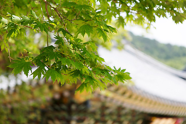 포토 JPG 주간 나무 식물 한국문화 계절 종교 고건축 불교 한국건축 한국 풍경 사람없음 야외 여름 여름풍경 문화재 사찰 경상남도 과거 합천 해인사 국내포토 자연요소 동양문화 건축물 건축 아시아 컨셉 종교건축 경상도 파일형식 여름_계절