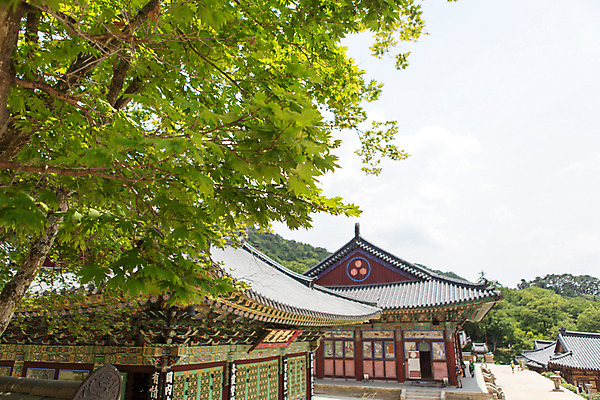 포토 JPG 주간 나무 식물 한국문화 계절 종교 고건축 불교 한국건축 하늘 한국 풍경 사람없음 야외 여름 여름풍경 문화재 사찰 경상남도 과거 합천 해인사 국내포토 자연요소 동양문화 건축물 건축 아시아 컨셉 종교건축 경상도 파일형식 여름_계절