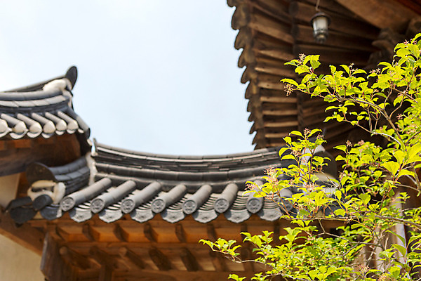 포토 JPG 주간 나무 식물 한국문화 계절 종교 고건축 불교 한국건축 하늘 지붕 한국 풍경 사람없음 야외 여름 여름풍경 문화재 사찰 경상남도 과거 합천 해인사 국내포토 자연요소 동양문화 건축물 건축 아시아 컨셉 종교건축 경상도 파일형식 여름_계절