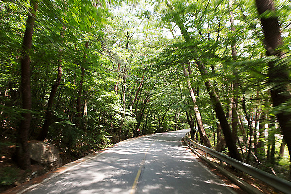 포토 JPG 주간 나무 식물 계절 도로 자연 한국 풍경 사람없음 야외 여름 여름풍경 상쾌 국내포토 자연요소 감정 아시아 길 교통시설 생태계 파일형식 여름_계절