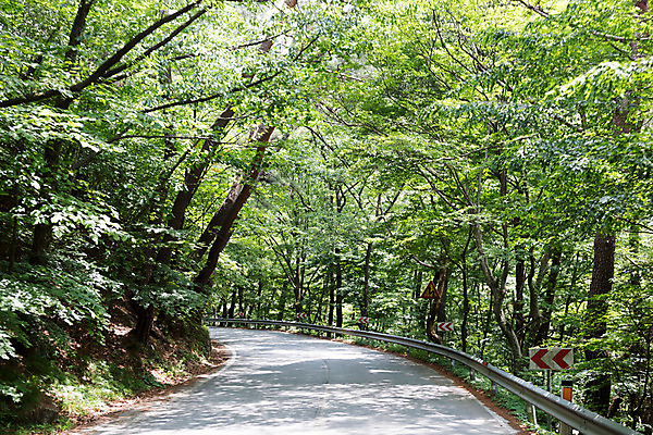 포토 JPG 주간 나무 식물 계절 도로 자연 한국 풍경 사람없음 야외 여름 여름풍경 상쾌 국내포토 자연요소 감정 아시아 길 교통시설 생태계 파일형식 여름_계절