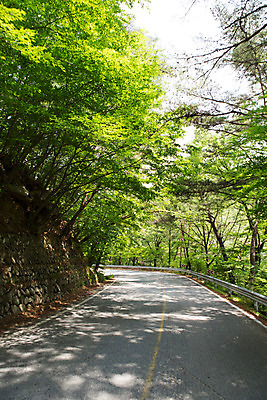 포토 JPG 주간 나무 식물 계절 도로 자연 한국 풍경 사람없음 야외 여름 여름풍경 상쾌 국내포토 자연요소 감정 아시아 길 교통시설 생태계 파일형식 여름_계절