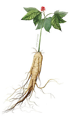 PSD 식물 줄기 잎 일러스트 재료 사람없음 한의학 한약재 산삼 약초 뿌리 디테일 국내일러스트 의학 약재 풀_식물 삼 파일형식