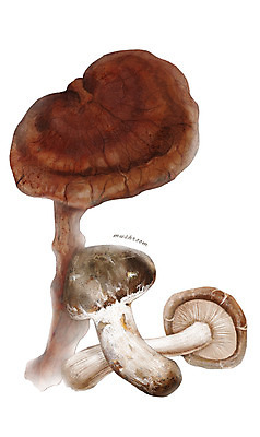 PSD 일러스트 식재료 재료 사람없음 농작물 버섯 한의학 한약재 디테일 국내일러스트 농업 의학 약재 파일형식