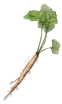 PSD 식물 줄기 잎 일러스트 재료 사람없음 한의학 한약재 약초 뿌리 우엉 디테일 국내일러스트 채소 의학 약재 풀_식물 파일형식