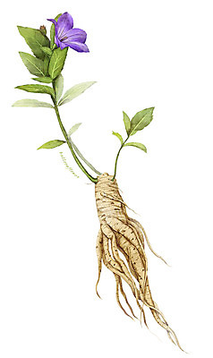 PSD 식물 꽃 줄기 잎 일러스트 재료 사람없음 한의학 한약재 약초 뿌리 도라지꽃 도라지 디테일 국내일러스트 의학 약재 풀_식물 파일형식