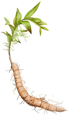 PSD 식물 줄기 잎 일러스트 재료 사람없음 한의학 한약재 약초 뿌리 둥글레 디테일 국내일러스트 의학 약재 풀_식물 파일형식