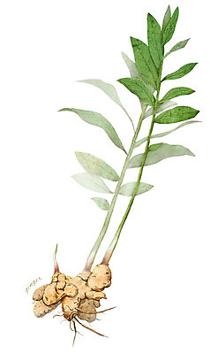 PSD 식물 줄기 잎 일러스트 재료 사람없음 한의학 한약재 약초 뿌리 생강 디테일 국내일러스트 채소 의학 약재 풀_식물 파일형식