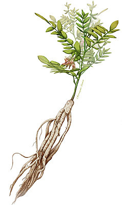 PSD 식물 줄기 잎 일러스트 재료 사람없음 한의학 한약재 약초 뿌리 황기 디테일 국내일러스트 의학 약재 풀_식물 파일형식