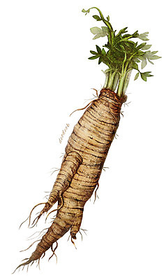 PSD 식물 줄기 잎 일러스트 재료 사람없음 한의학 한약재 약초 뿌리 더덕 제철 디테일 제철음식 국내일러스트 음식 의학 약재 풀_식물 파일형식