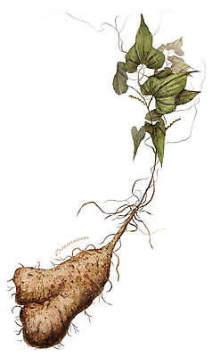 PSD 식물 줄기 잎 일러스트 재료 사람없음 한의학 한약재 약초 뿌리 디테일 국내일러스트 의학 약재 풀_식물 파일형식