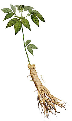PSD 식물 줄기 잎 일러스트 재료 사람없음 한의학 한약재 인삼 약초 뿌리 디테일 국내일러스트 의학 약재 풀_식물 삼 파일형식