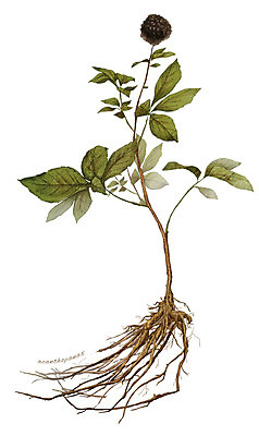 PSD 식물 줄기 잎 일러스트 재료 사람없음 한의학 한약재 약초 뿌리 가시오가피 디테일 국내일러스트 의학 약재 풀_식물 파일형식