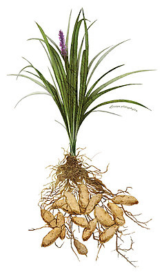 PSD 식물 꽃 잎 일러스트 재료 사람없음 한의학 한약재 약초 뿌리 맥문동 디테일 국내일러스트 의학 약재 풀_식물 파일형식