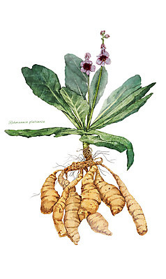 PSD 식물 꽃 잎 일러스트 재료 사람없음 한의학 한약재 약초 뿌리 지황 디테일 국내일러스트 의학 약재 풀_식물 파일형식