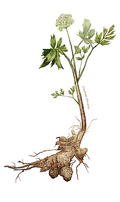 PSD 식물 줄기 일러스트 재료 사람없음 한의학 한약재 약초 뿌리 천궁 디테일 국내일러스트 의학 약재 풀_식물 파일형식