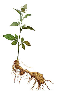 PSD 식물 줄기 잎 일러스트 재료 사람없음 한의학 한약재 약초 뿌리 삽주 디테일 국내일러스트 의학 약재 풀_식물 파일형식