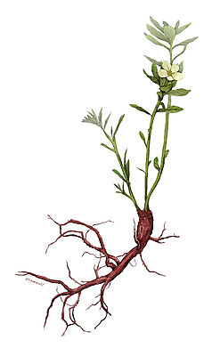 PSD 식물 꽃 줄기 일러스트 재료 사람없음 한의학 한약재 약초 뿌리 지치 디테일 국내일러스트 의학 약재 풀_식물 파일형식