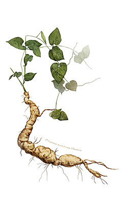 PSD 식물 줄기 일러스트 재료 사람없음 한의학 한약재 약초 뿌리 하수오 디테일 국내일러스트 의학 약재 풀_식물 파일형식