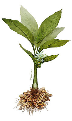 PSD 식물 꽃 줄기 일러스트 재료 사람없음 한의학 한약재 약초 뿌리 강황 디테일 국내일러스트 식재료 의학 약재 풀_식물 파일형식