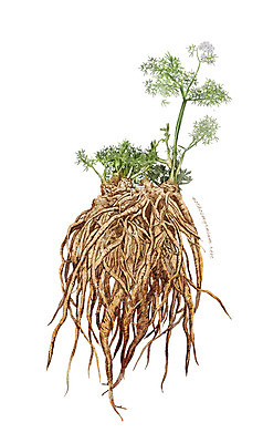 PSD 식물 줄기 일러스트 재료 사람없음 한의학 한약재 약초 뿌리 고본 디테일 국내일러스트 의학 약재 풀_식물 파일형식