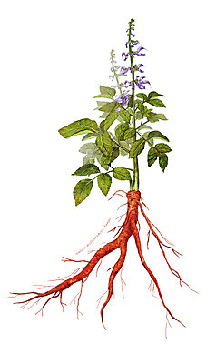 PSD 식물 꽃 줄기 잎 일러스트 재료 사람없음 한의학 한약재 약초 뿌리 단삼 디테일 국내일러스트 의학 약재 풀_식물 파일형식