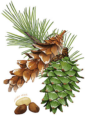 PSD 식물 열매 잎 일러스트 재료 사람없음 한의학 견과류 한약재 약초 솔방울 잣 디테일 국내일러스트 의학 약재 풀_식물 파일형식