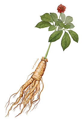 PSD 식물 열매 줄기 잎 일러스트 재료 사람없음 한의학 한약재 약초 뿌리 홍삼 디테일 국내일러스트 의학 약재 풀_식물 삼 파일형식