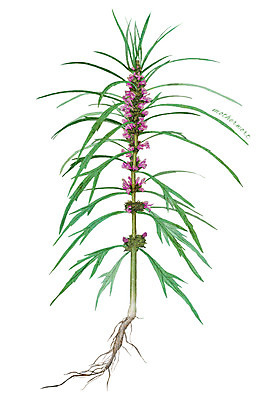 PSD 식물 꽃 줄기 잎 일러스트 재료 사람없음 한의학 한약재 약초 뿌리 디테일 국내일러스트 의학 약재 풀_식물 파일형식