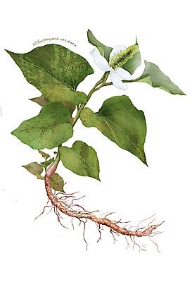 PSD 식물 꽃 줄기 잎 일러스트 재료 사람없음 한의학 한약재 약초 뿌리 어성초 디테일 국내일러스트 의학 약재 풀_식물 파일형식