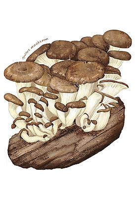 PSD 일러스트 식재료 재료 사람없음 농작물 버섯 한의학 한약재 느타리버섯 디테일 국내일러스트 농업 의학 약재 파일형식