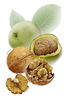 PSD 열매 잎 일러스트 재료 사람없음 농작물 한의학 견과류 한약재 호두 디테일 국내일러스트 식물 농업 의학 약재 파일형식