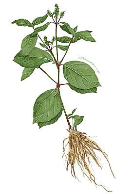 PSD 식물 줄기 잎 일러스트 재료 사람없음 한의학 한약재 약초 뿌리 우슬 디테일 국내일러스트 의학 약재 풀_식물 파일형식