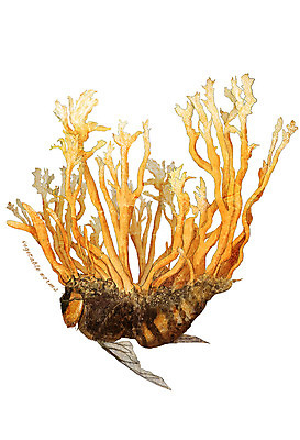 PSD 곤충 일러스트 재료 사람없음 한의학 한약재 벌 동충하초 디테일 국내일러스트 동물 의학 약재 파일형식