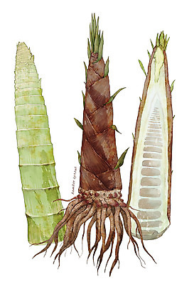 PSD 식물 채소 일러스트 재료 사람없음 농작물 한의학 한약재 약초 죽순 디테일 국내일러스트 농업 의학 약재 풀_식물 파일형식